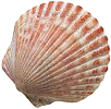 seashell's Avatar